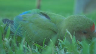 A bird eating