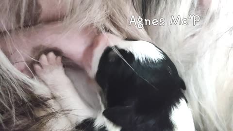 Alexia amamentando a Agnes.