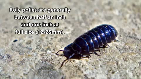 Roly Poly Facts the BUG that ROLLS UP into a BALL _ Animal Fact Files