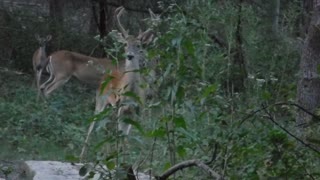 Deer gathering for daily feeding