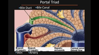 Gastrointestinal Pathology Part 3