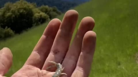 Tiger Centipede Bite on finger