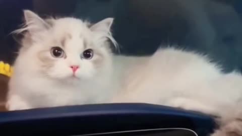 Kittecat Cat Video and Cute Cat Video
