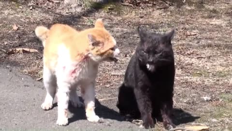 Funny_Cat_Fighting || Funny cat fighting video || Funny video for cat lover