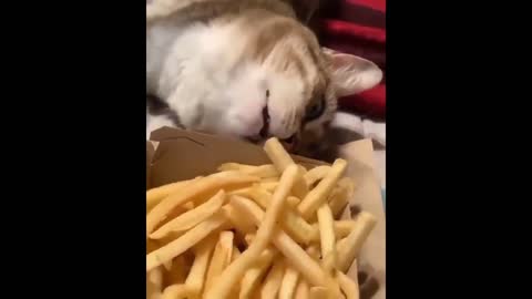 Cat and french fries😹