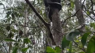 Python Climbs Tree