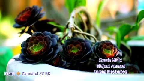 Al-Quran. Surah Mulk ll Quran Recitation