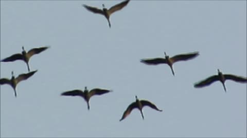 Massive flock of birds flying is surprisingly hypnotic