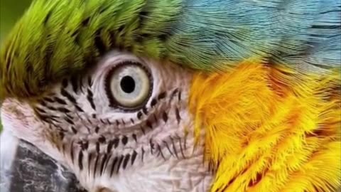 Meet the 10 Most Famous Parrots in the World | Parrot Lovers