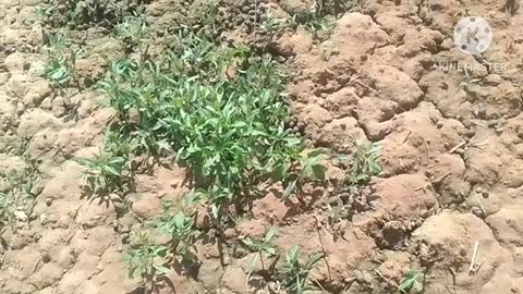 bharat style tomato farming kaise ki jati hai @@@@@@#&gh Anita bharat chennel par @@@@@###@@@@@