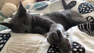 Russianblue cat napping time