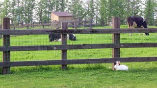Watch how the wild rabbit sits near the farm fence in the spring with cows Fun too