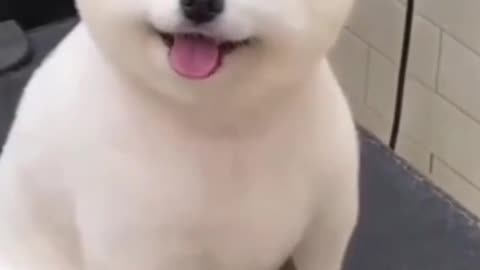 Dog looks so cute