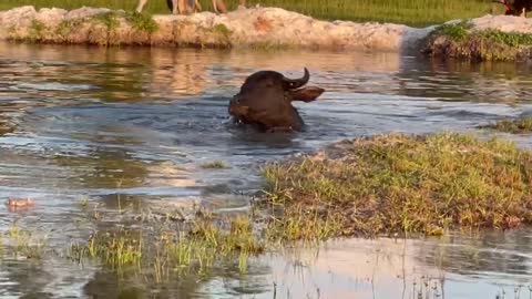 Water Buffalo taking a bath