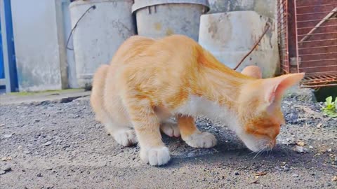 Orange cat short video