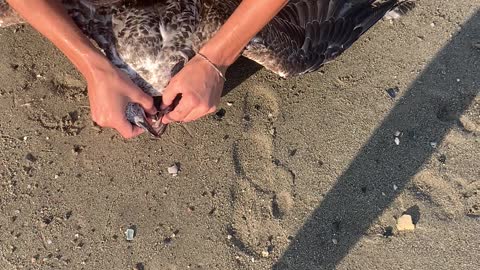 Saving a Seagull on the Beach