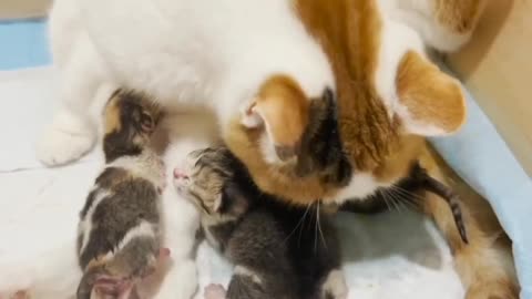 Kittyes and kittens mom.