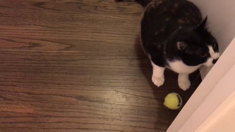 Luna loses her mind over a ball
