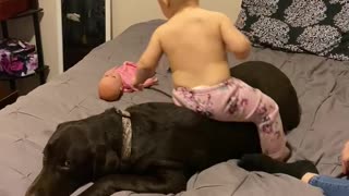 Loving patient dog plays with his best friend