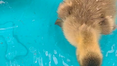 Pool Party With Louise And Her Goslings
