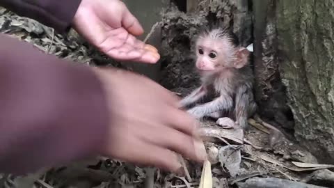 New On August 30, 2023, I met a newborn baby monkey near a tree without a mother.