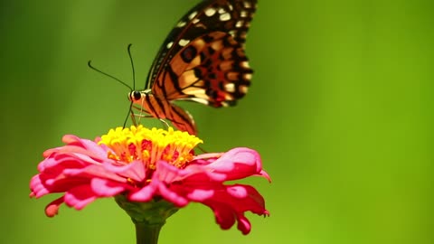 Butterfly Insect swalowtail