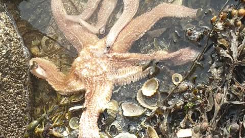 A close encounter with starfish in Scotland