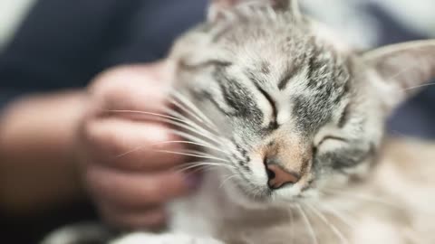 12 Signs Your Cat Loves You but You are Unaware
