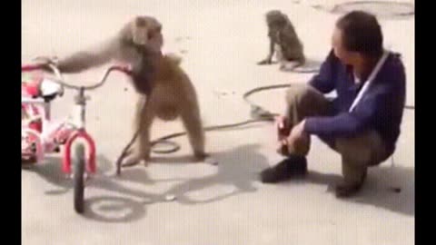 "Chimp Chuckles: 😂 Hilarious Monkey Mishaps That Will Leave You in Stitches!"