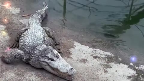 Crocodiles Care Guide in Under A Minute