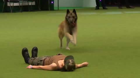 Amazing Dog perform cpr sqats and press ups to hill work to music routine