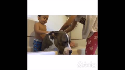 Little boy explains why Pit Bull needs bath