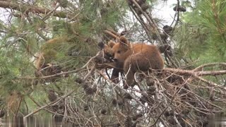 Baby Animals 4K - Amazing World Of Young Animals