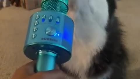 My Husky Singing 😂 | FUNNY DOG VIDEOS