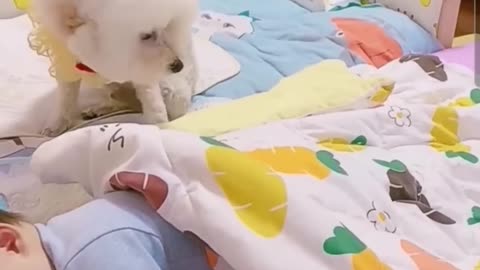 Most heartwarming touching- cute dog takes care of cute baby