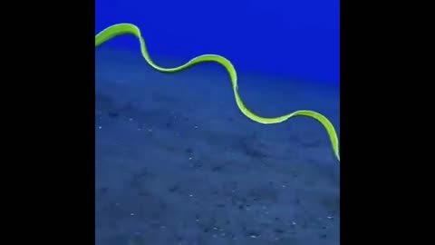 Diver snake! Underwater serpent you have never seen
