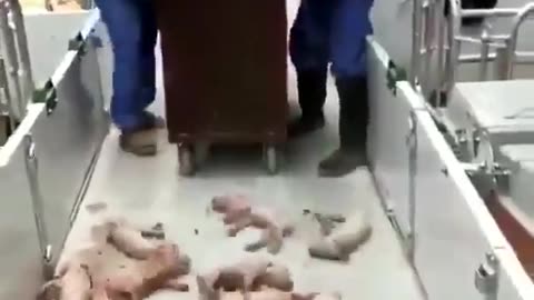 Slamming Piglets On The Ground