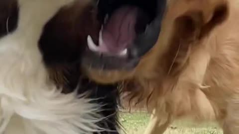 Film Your Dogs Playing in Slow Motion 😂