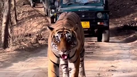 Tiger walk in shocking style seen the people #shorts #viral#tiger