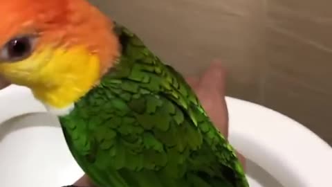 Smart And Funny Parrots Parrot Talking Videos Compilation (2023)