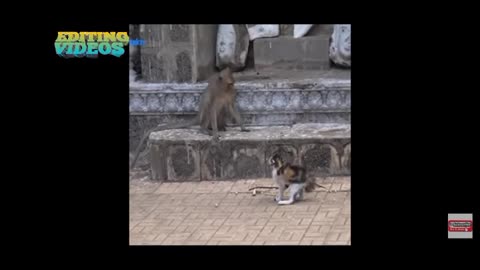 Monkey Vs Cat Fight