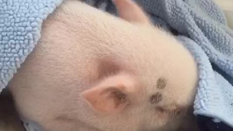 Pickle the Mini Pig suddenly wakes up for raisins