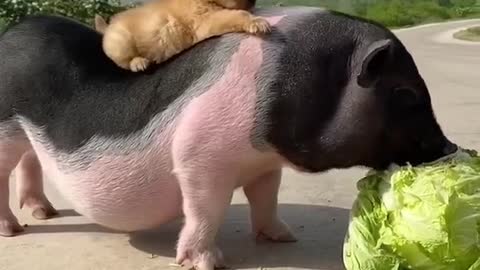 pig mother with dog