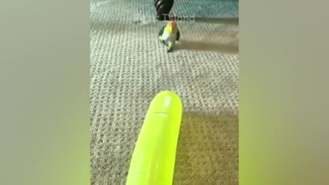 Smart Parrot