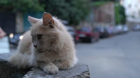 cute Crimea cat