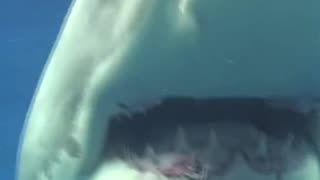 What swimming with a great white shark