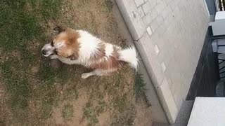 Dog going crazy!