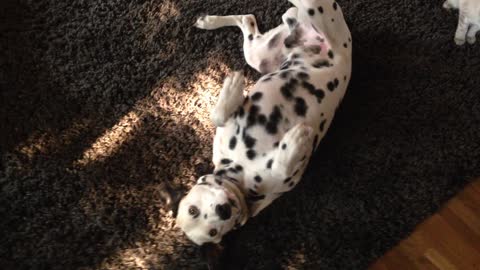 Dalmatian pair play dead