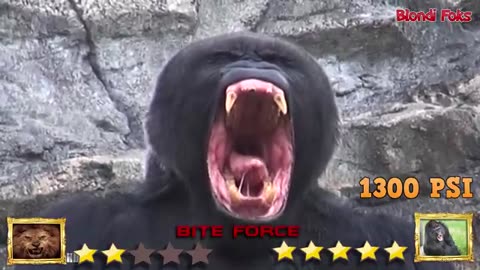 Wild Clash: Lion vs Gorilla Showdown!"