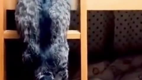 Funny Cat Climbs Ladder on Bunkbed #shorts